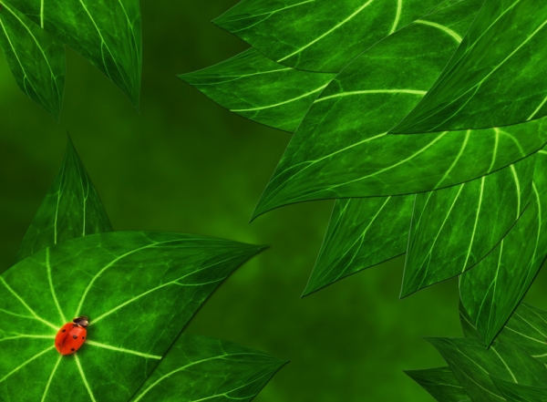 Creation of Ladybug on the leaves: Step 5